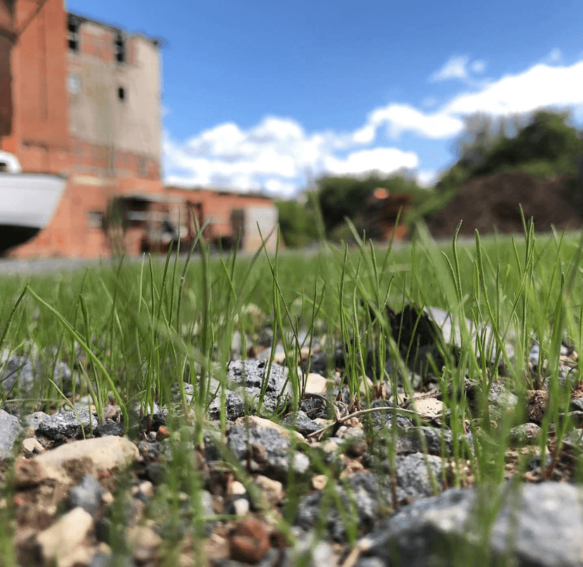 Gras wächst durch Kies